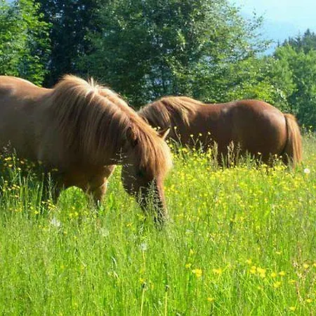 Ferienwohnung-waldwinkel Appartement Oberwolfach